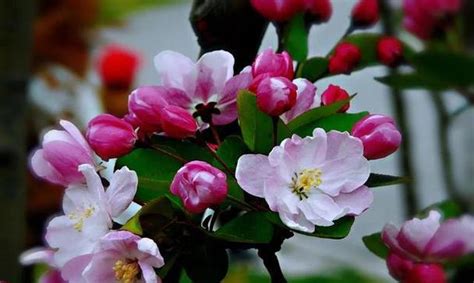 海棠花 象徵|海棠花的花语及象征意义（探寻海棠花在文化中的独特地位）